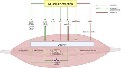 The bidirectional relationship between AMPK pathway activation and myokine secretion in skeletal muscle: How it affects energy metabolism